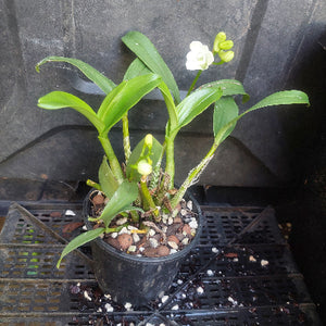 Orchid in flower
