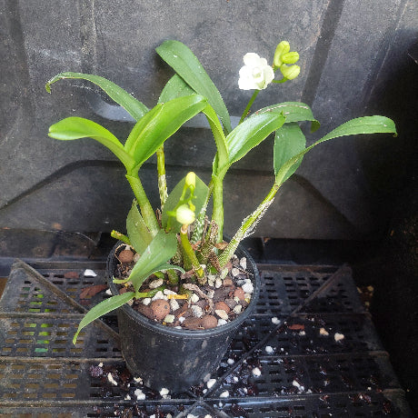 Orchid in flower
