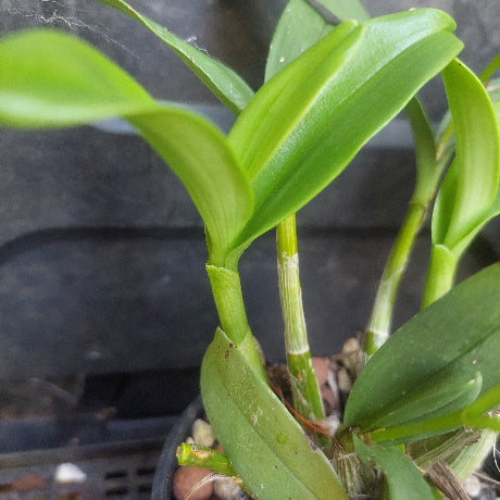 Orchid in flower
