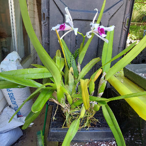 A live orchid plant with long green leaves and two white flowers with magenta-purple centers, growing in a black tray outdoors.