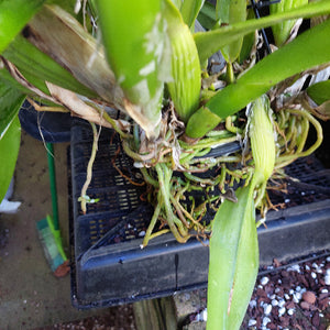 A close-up of a green orchid plant with long leaves and visible roots, placed on a black plastic nursery tray outdoors.