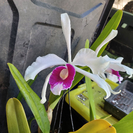 A close-up of a white orchid flower with a bright magenta-purple center and green leaves, photographed in a real growing environment with plastic containers in the background.