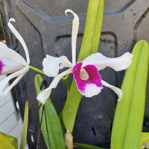 A close-up of a white orchid flower with a bright magenta-purple center, growing with green leaves in a dark container.