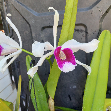 A close-up of a white orchid flower with a bright magenta-purple center, growing with green leaves in a dark container.