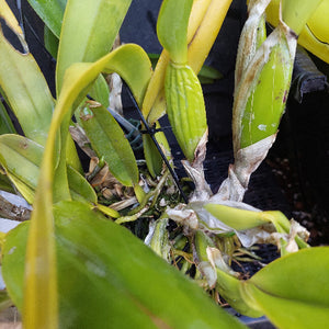 Close-up of a live orchid plant with green and yellow leaves, growing in a black plastic pot with a black stake.