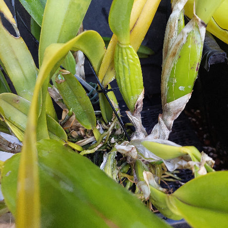 Close-up of a live orchid plant with green and yellow leaves, growing in a black plastic pot with a black stake.