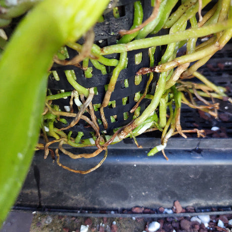 Close-up of a live orchid plant showing its green pseudobulbs and extensive root system growing in a black plastic drainage basket.