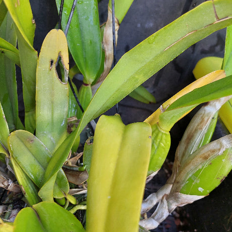 Close-up of a live orchid plant with green and yellow-green leaves, some showing natural wear and damage, growing in a dark container.