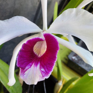 A close-up of a white orchid flower with a prominent magenta-purple lip and pale yellow center, surrounded by green leaves.