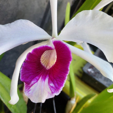 A close-up of a white orchid flower with a prominent magenta-purple lip and pale yellow center, surrounded by green leaves.