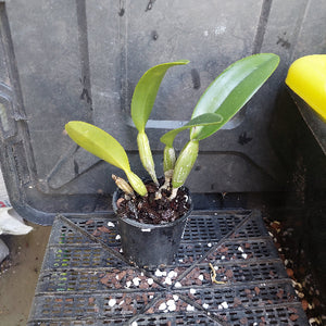 A small potted orchid plant with glossy green leaves and pale green buds, sitting in a black plastic nursery pot on a black plastic grid tray.