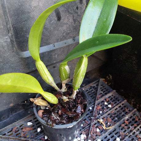 A live orchid plant in a black plastic starter pot, featuring bright green leaves and several pale green flower buds, set against a dark plastic nursery tray background.