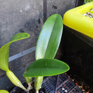 A close-up of a green orchid plant with broad, glossy leaves in a small nursery pot, photographed against a dark plastic container and a bright yellow tray.