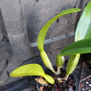 A close-up of a small potted orchid plant with bright green leaves and buds in a black plastic pot, photographed against a dark nursery container.