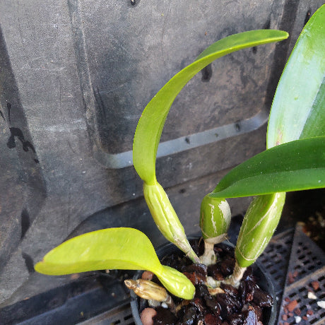 A close-up of a small potted orchid plant with bright green leaves and buds in a black plastic pot, photographed against a dark nursery container.