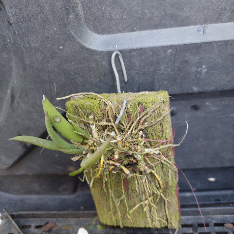 A small green plant with a thick root system mounted on a rectangular wooden block, photographed against a dark plastic vehicle or container surface with a black grid tray below.