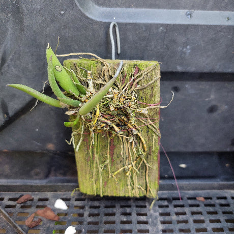 A small green plant with a thick root system mounted on a rectangular wooden block, photographed against a dark plastic vehicle or container surface with a black grid tray below.