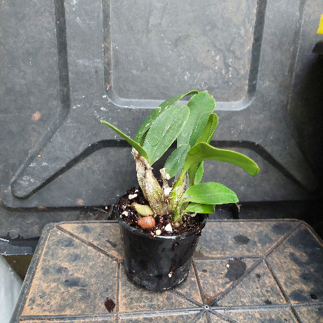 A small potted green plant in a black nursery pot, photographed in front of a dark plastic storage bin on a tiled surface.