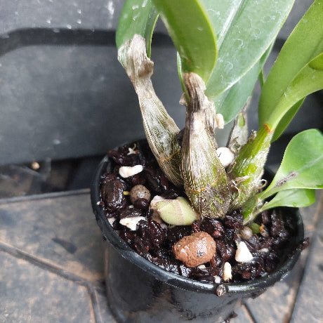 A close-up of a small potted orchid plant in a black nursery pot, showing green leaves, developing pseudobulbs, and dark soil with perlite and bark chips.