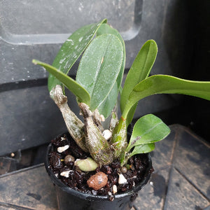 A small potted orchid plant with green leaves and a brown pseudobulb base, growing in dark soil with pebbles in a black plastic nursery pot.
