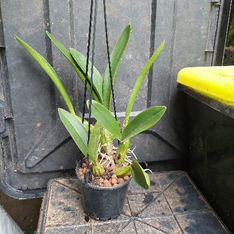 A potted hanging orchid plant with long green leaves and visible roots, suspended in a black plastic pot filled with small pebbles, set against a dark plastic container background.