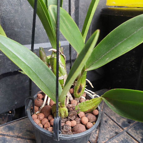 A potted orchid plant with green leaves and brown clay potting media in a black plastic pot, photographed in a nursery or greenhouse setting.