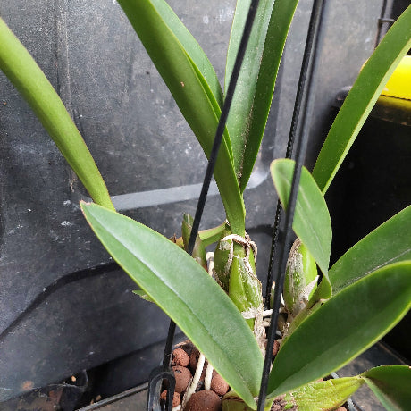 A close-up of a green orchid plant with long leaves growing in a black plastic grow bag filled with brown pebbles, with black support stakes.