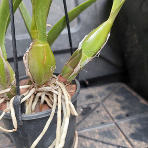 A close-up of a potted orchid with green leaves and pale roots in a black plastic pot, photographed on a dark tiled surface.