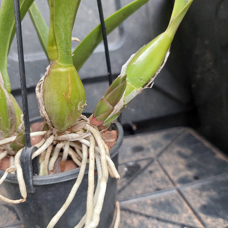 A close-up of a potted orchid with green leaves and pale roots in a black plastic pot, photographed on a dark tiled surface.
