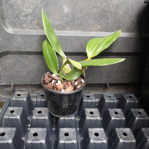 orchid in black pot