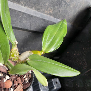 orchid in black pot
