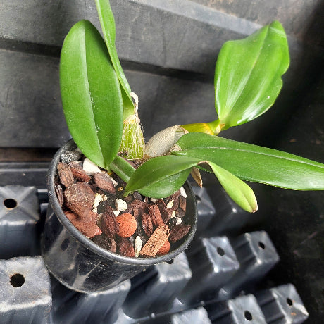 orchid in black pot