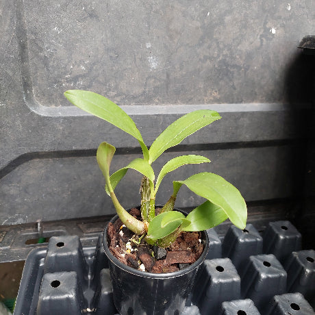 orchid in pot