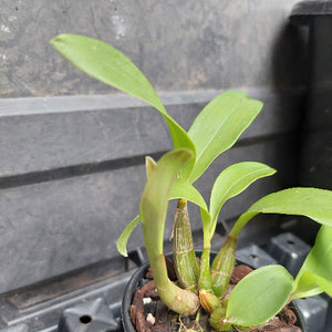 A small potted green orchid plant with several broad leaves and multiple growing pseudobulbs, photographed in a black nursery tray against a dark gray background.