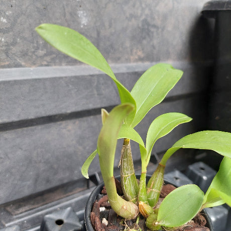 A small potted green orchid plant with several broad leaves and multiple growing pseudobulbs, photographed in a black nursery tray against a dark gray background.