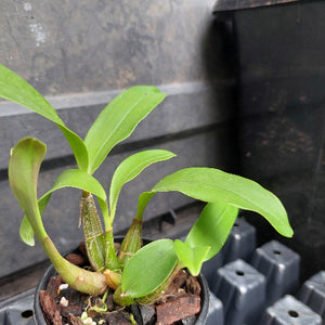 orchid in pot