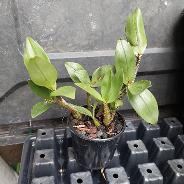 orchid in pot