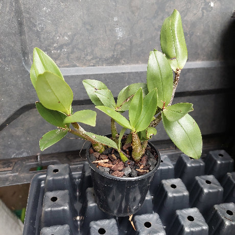 orchid in pot