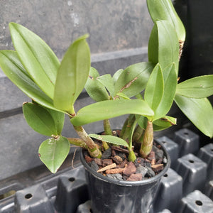orchid in pot