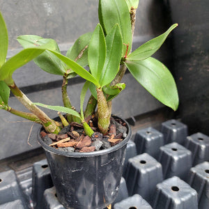 orchid in pot