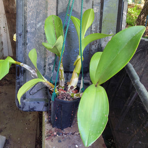 big orchid in black pot