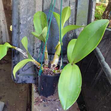 big orchid in black pot