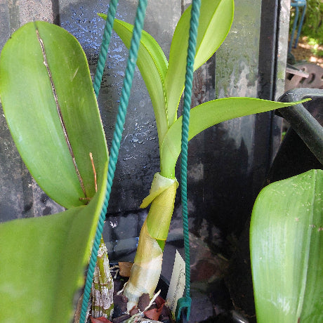big orchid in black pot