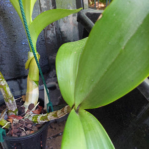 big orchid in black pot