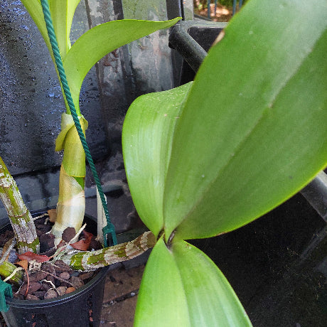 big orchid in black pot