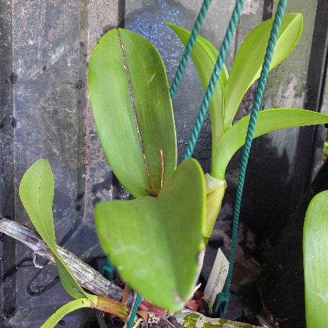 big orchid in black pot
