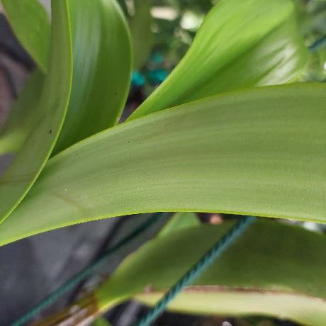 big orchid in black pot