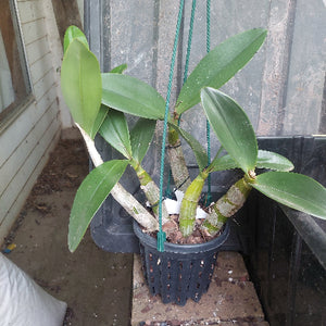 big orchid in black pot