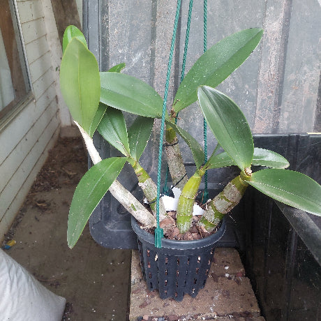 big orchid in black pot