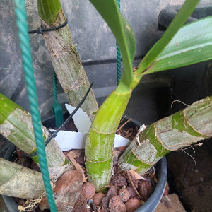 big orchid in black pot